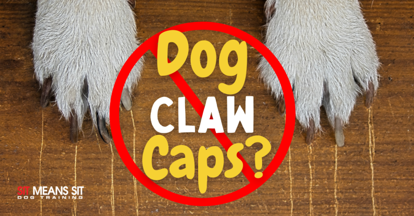 Should I Get Claw Caps for My Dog?