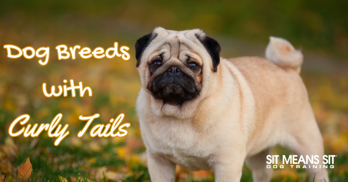 10 Adorable Dog Breeds with Curly Tails text with a pug poster
