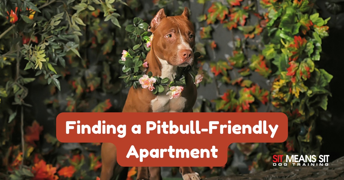 A brown dog wearing a flower garland in his neck with the caption finding a pitbull-friendly apartment poster