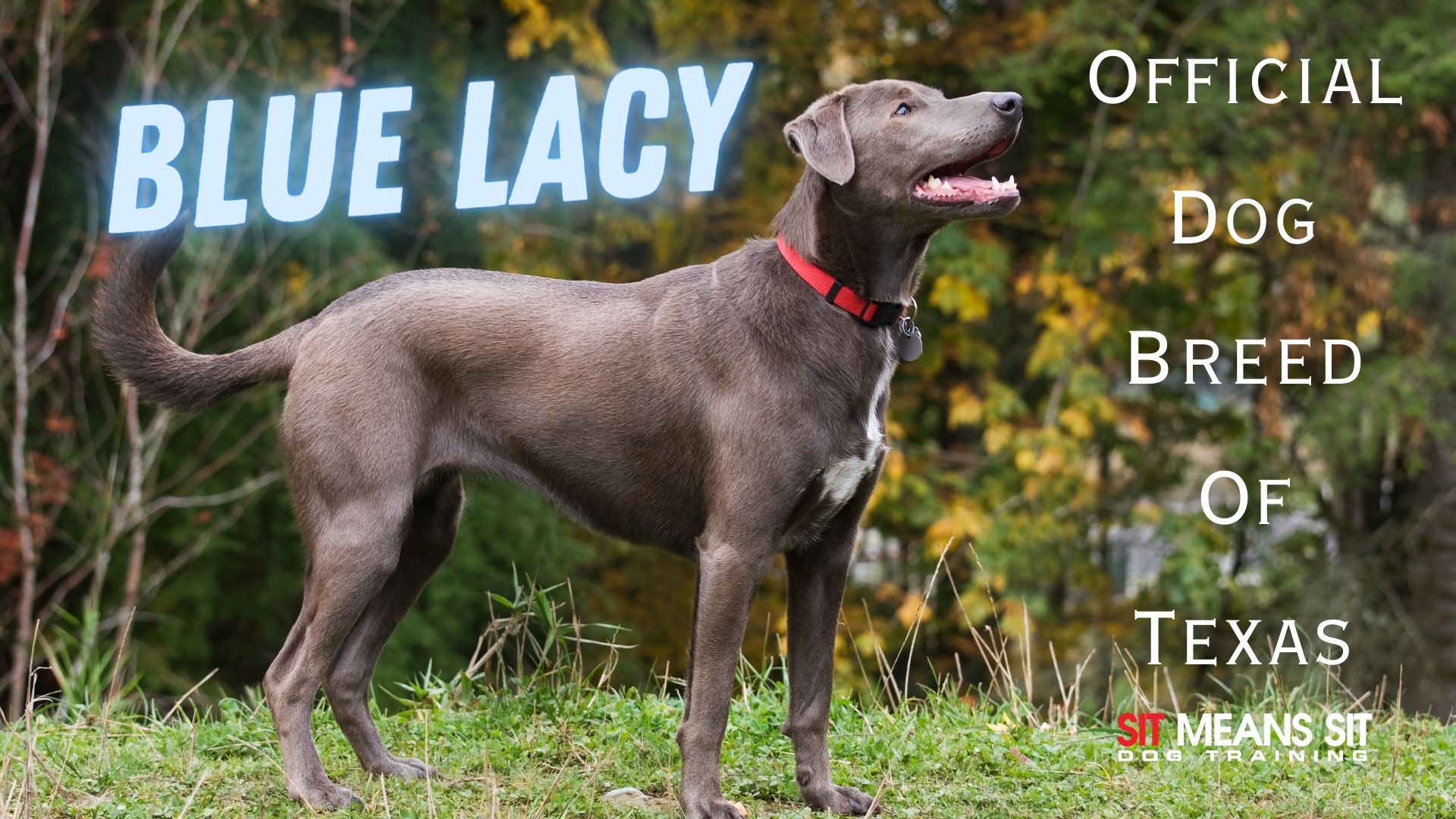 A brown dog on the poster with the text official dog breed of Texas