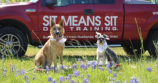 two dogs sitting Infront of a sit means sit truck on the grass