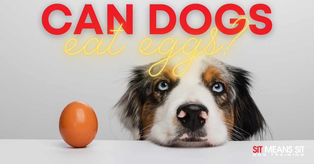 A close up of a dogs face with the text can dog eat eggs