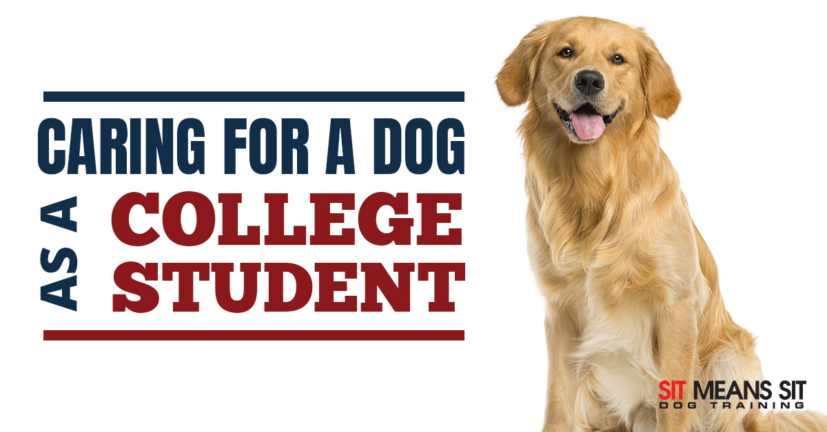 A golden retriever smiling with the text caring for dog college station poster