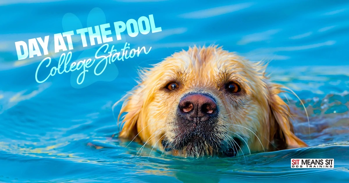 College station dog day at pool poster with dog swimming