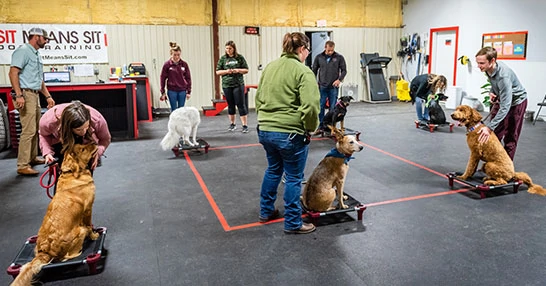 a training classroom of dogs being trained by people