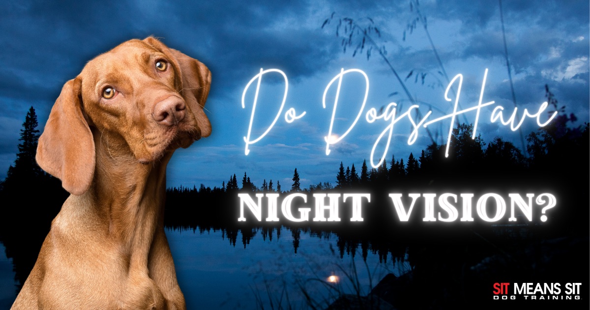 Do Dogs Have Night Vision? text with a brown doing on the poster