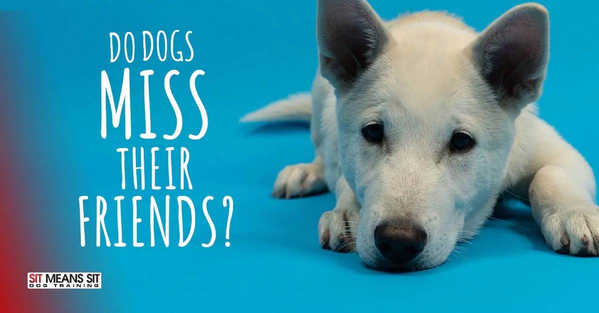 Do dogs miss their friends text with a dog looking sad in a poster