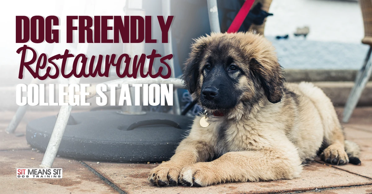 dog friendly restaurants college station poster with a dog sitting on the ground