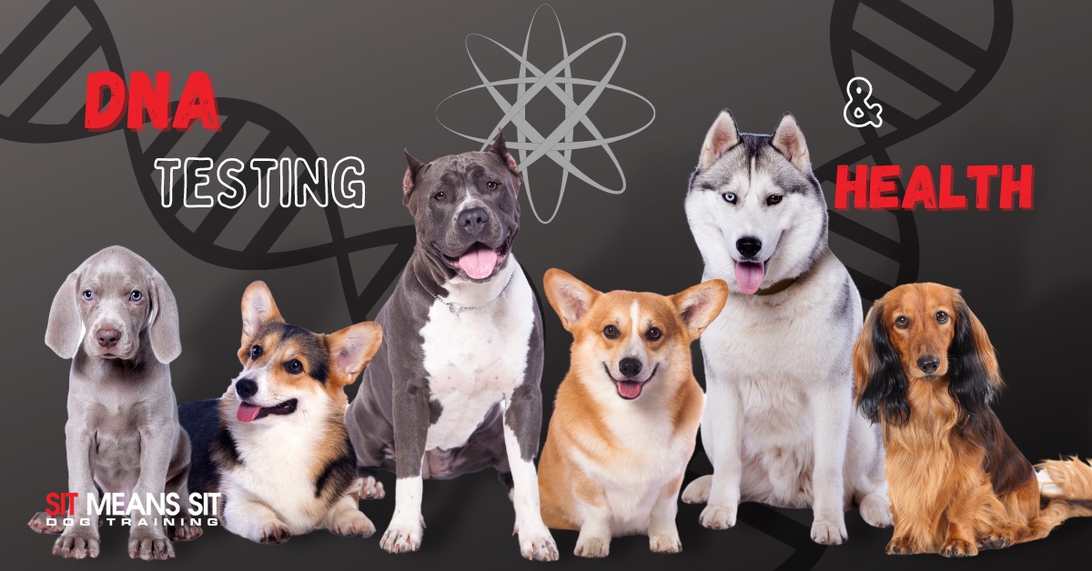 A bunch of dogs with the text DNA testing health poster
