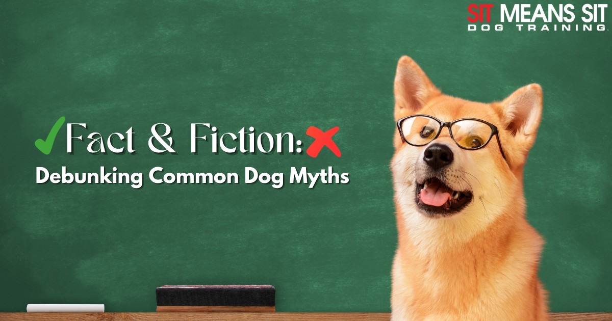 A dog wearing glasses with the text Fact and fiction: Debunking common dog myths poster