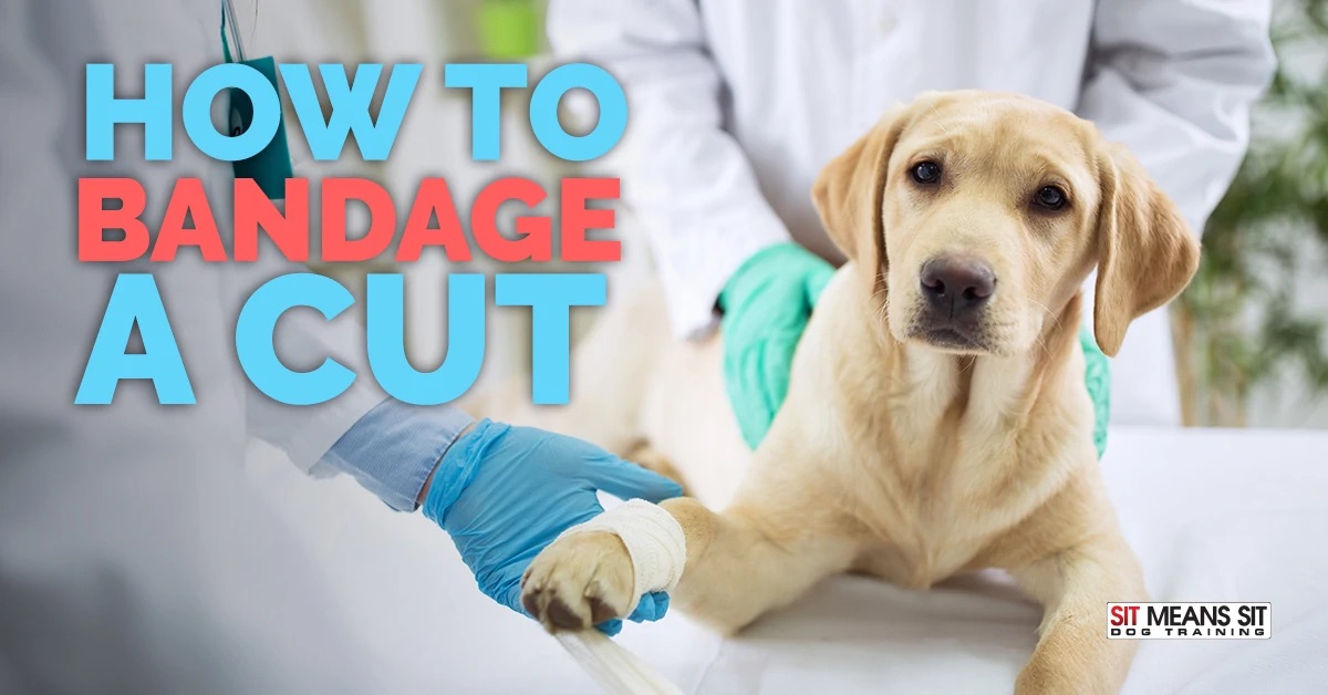 how to bandage a cut dog poster with a sad dog being bandaged