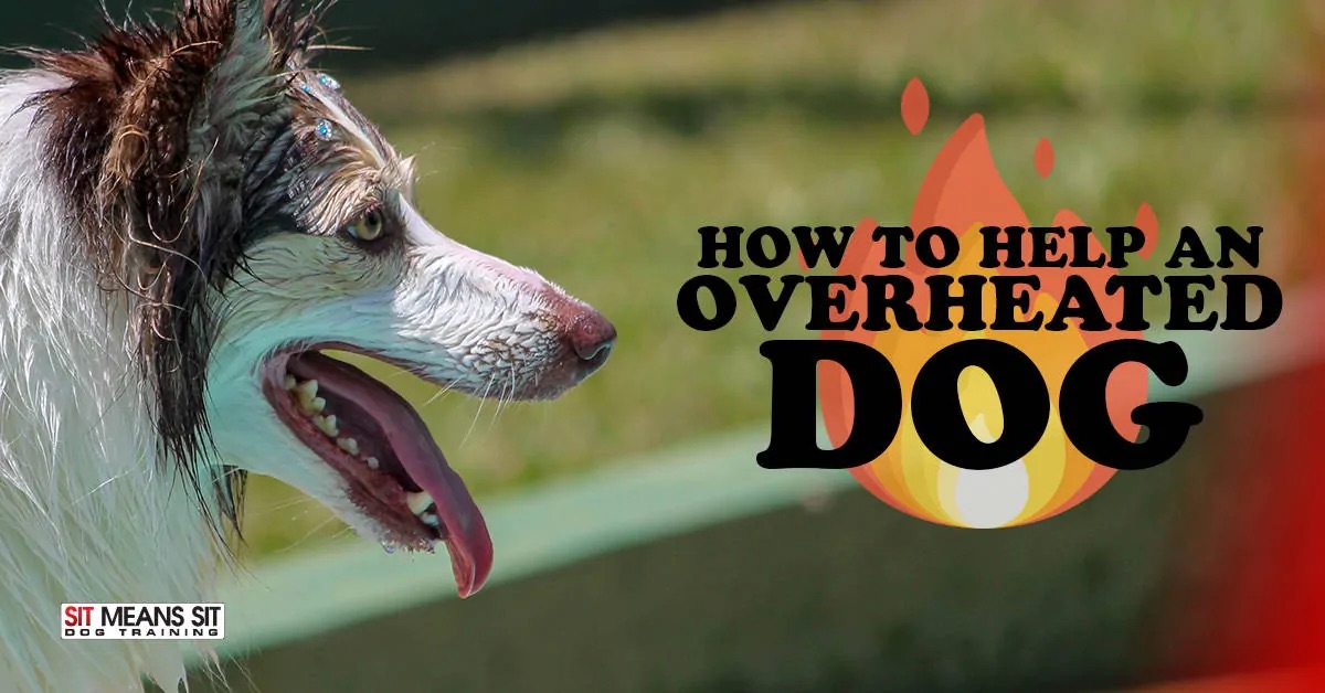 How to help overheated dogs poster with a dog sweating