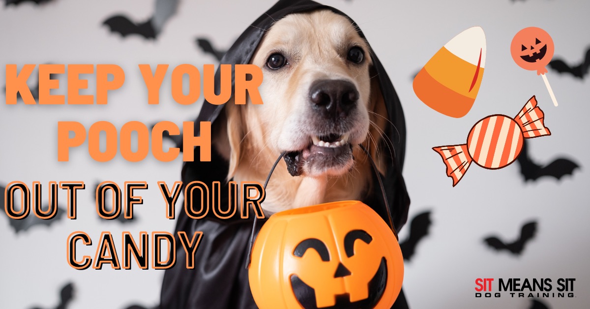 A dog holding a trick or treat bucket in his mouth with the text keep your pooch out of your candy poster