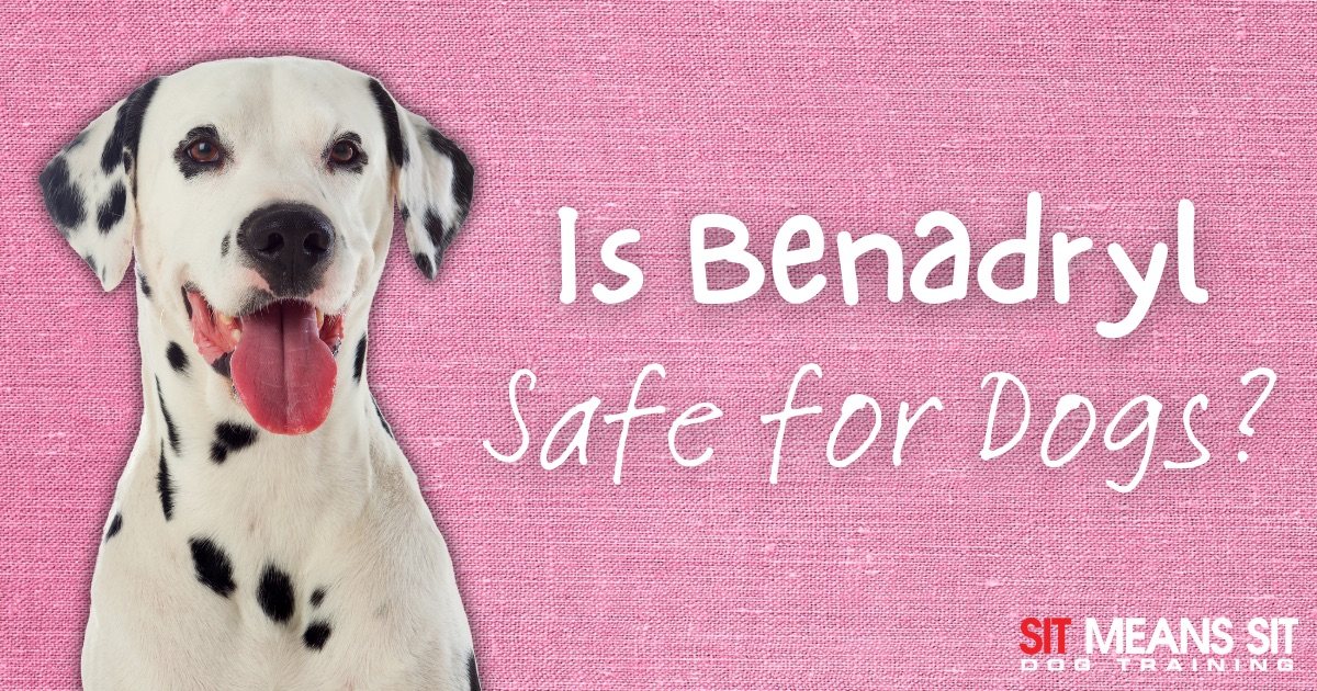 Is Benadryl Safe for Dogs? text with a dog on the poster