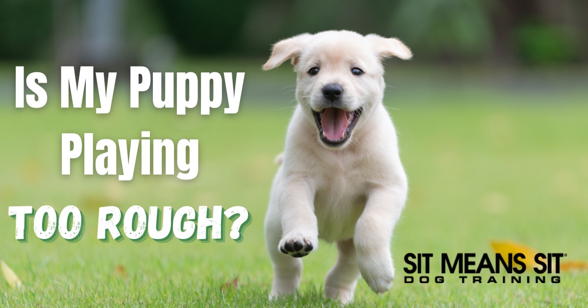A puppy running smiling with a text in my puppy playing too rough poster