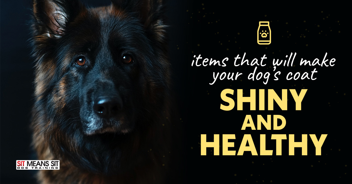 Items that will make tour dogs coat shiny and healthy with a dog in black background poster
