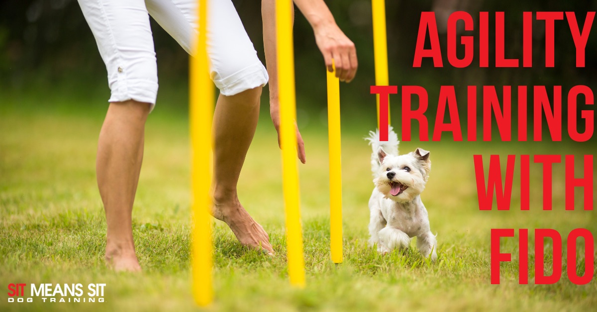 A dog playing in the park with the text Agility training with fido