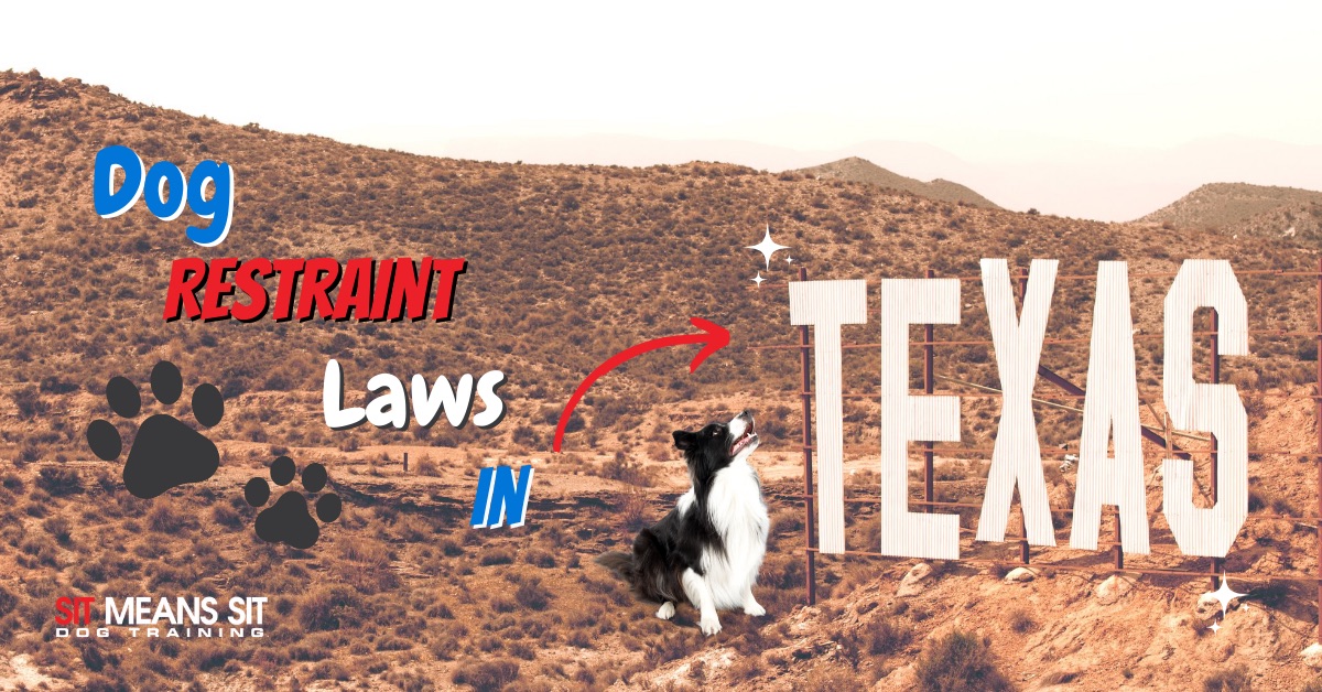 A dog standing int he middle of know where with the text dog restraint laws in Texas poster