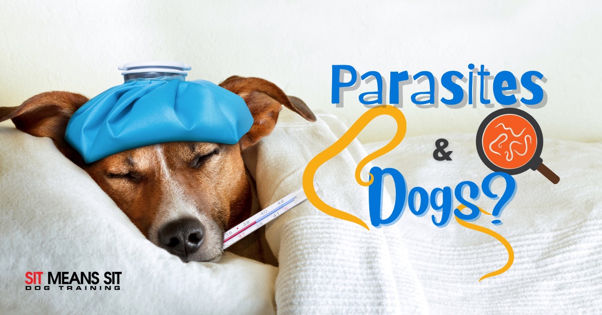 Parasites and dogs poster with a dog sick