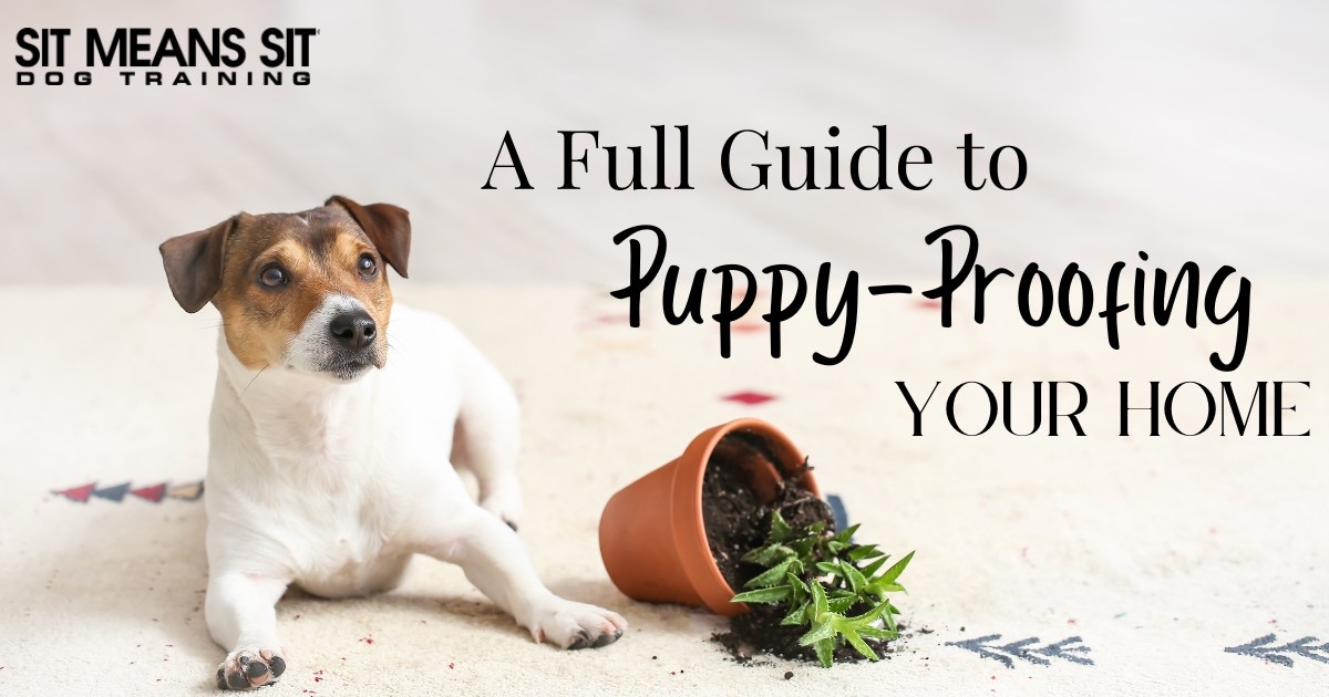 A full guide to puppy proofing your home with a dog sitting on the floor poster