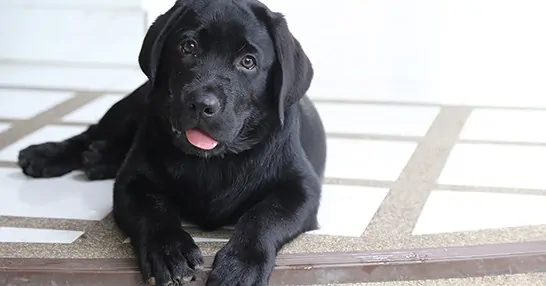 a puppy lying down on the floor with an innocent look posing for a photo