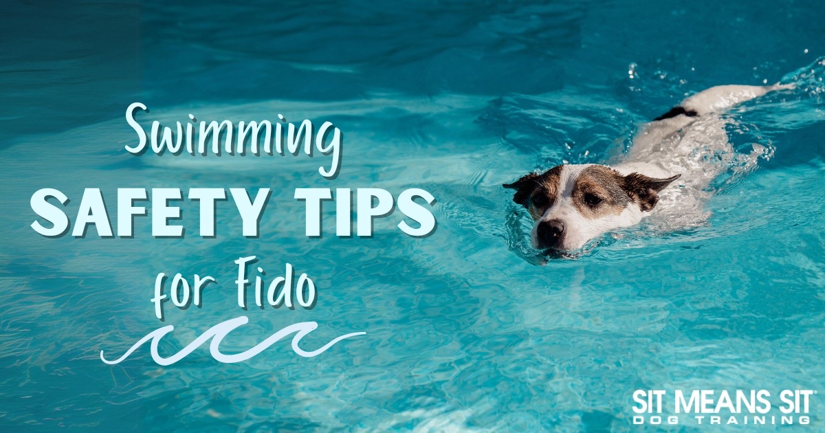 A dog swimming with the text swimming safety tips for fido