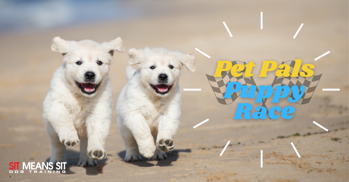 Two puppies running with the text pet pals puppy race poster