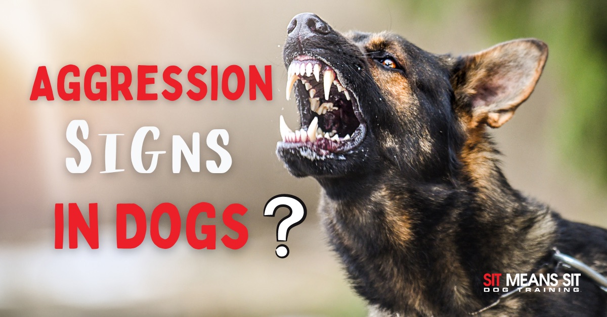 A dog barking with the text aggression signs in dogs poster