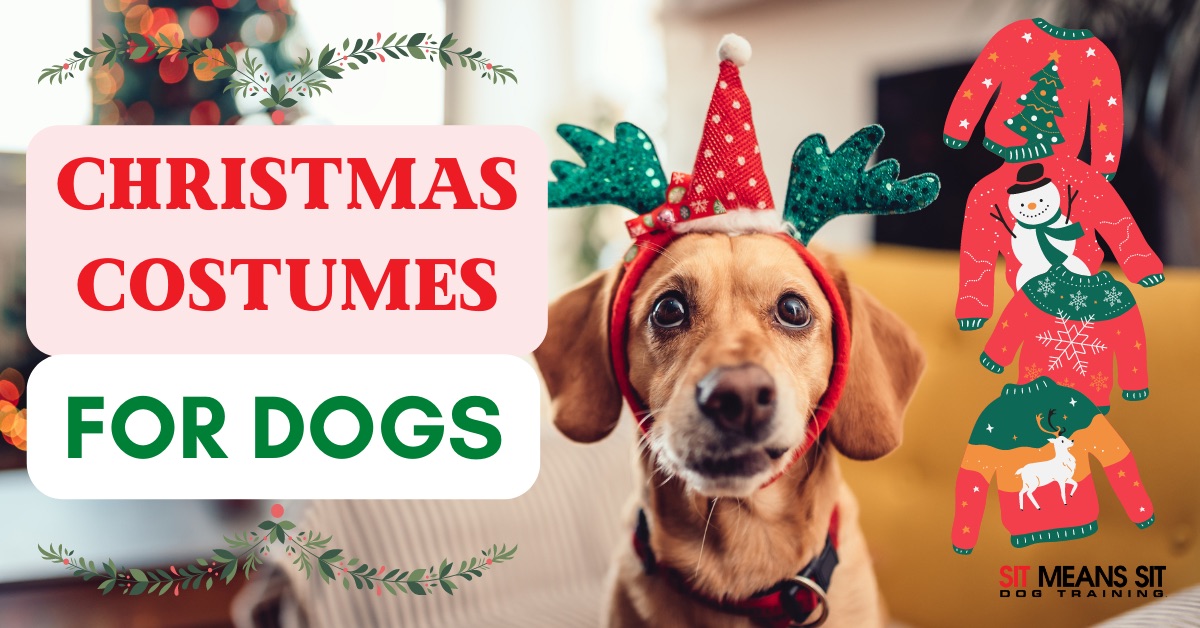 A dog wearing a Christmas cap and headband with the text Christmas costumes for dogs poster