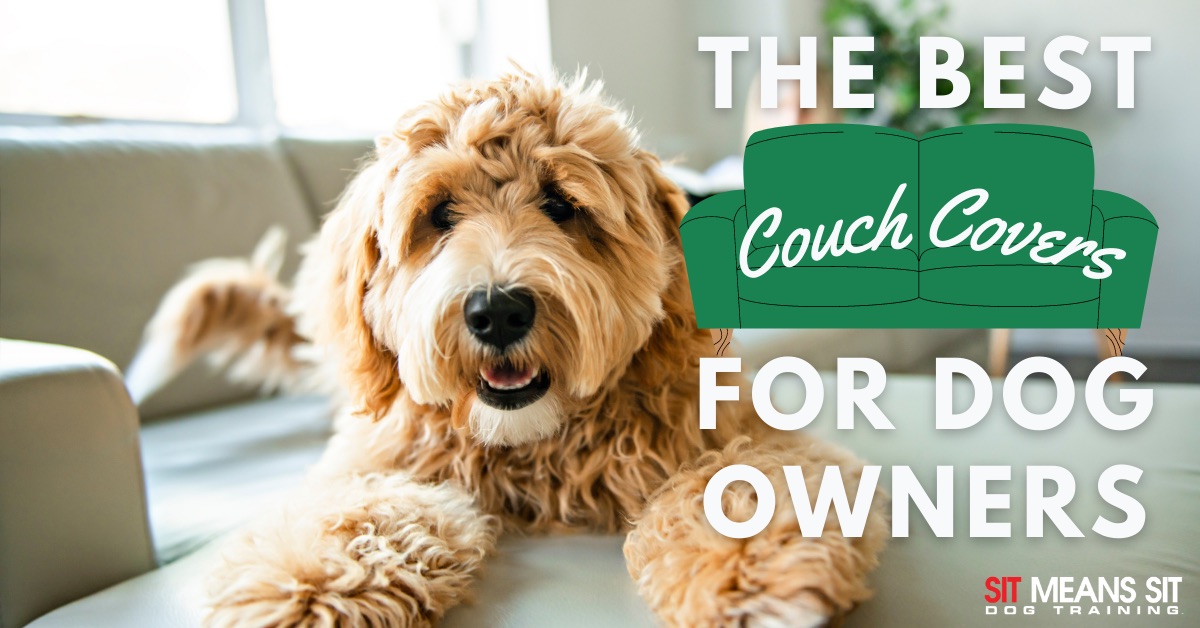 A dog sitting on a couch with the text the best couch covers for dog owners