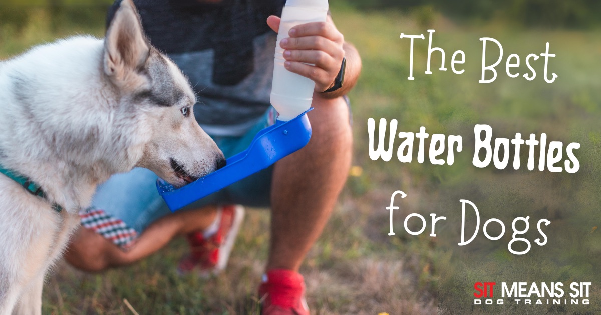 The Best Water Bottles for Dogs text with a dog drinking water from a water bottle