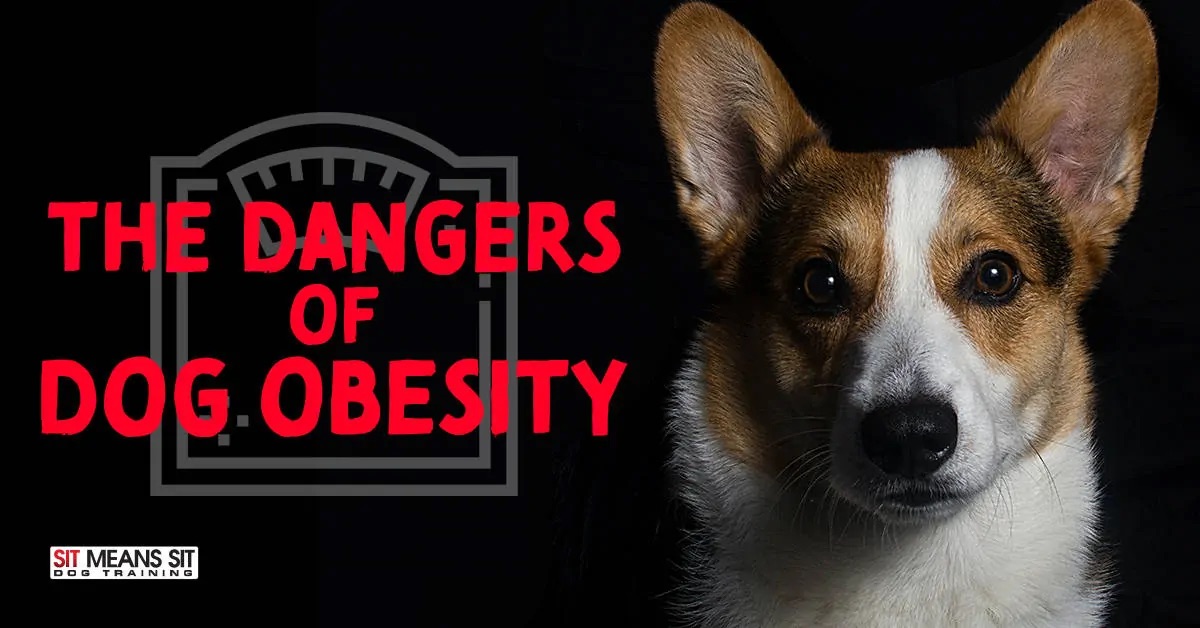 A danger of dog obesity with a serious dog in the poster