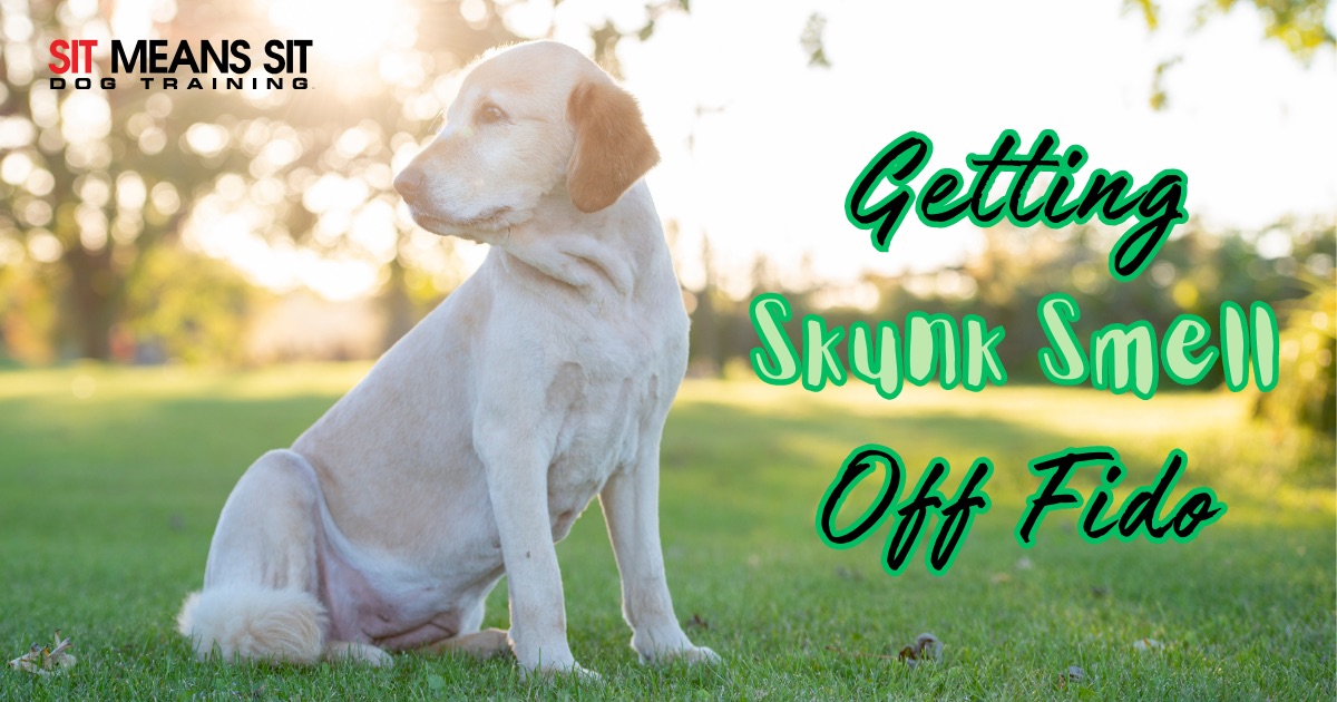 tips for Getting Skunk Smell Off Your Dog with a dog sitting on grass in the park poster