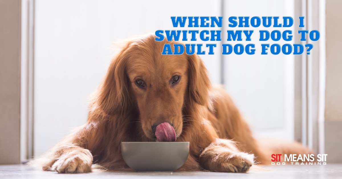 A dog eating from a bowl with the text when should i switch my dog to adult dog food