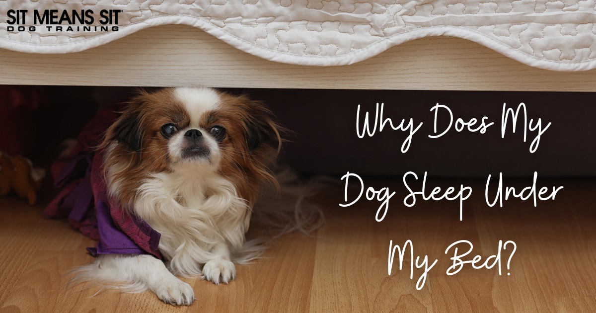 Why Does My Dog Sleep Under the Bed? with a dog under the bed on a poster