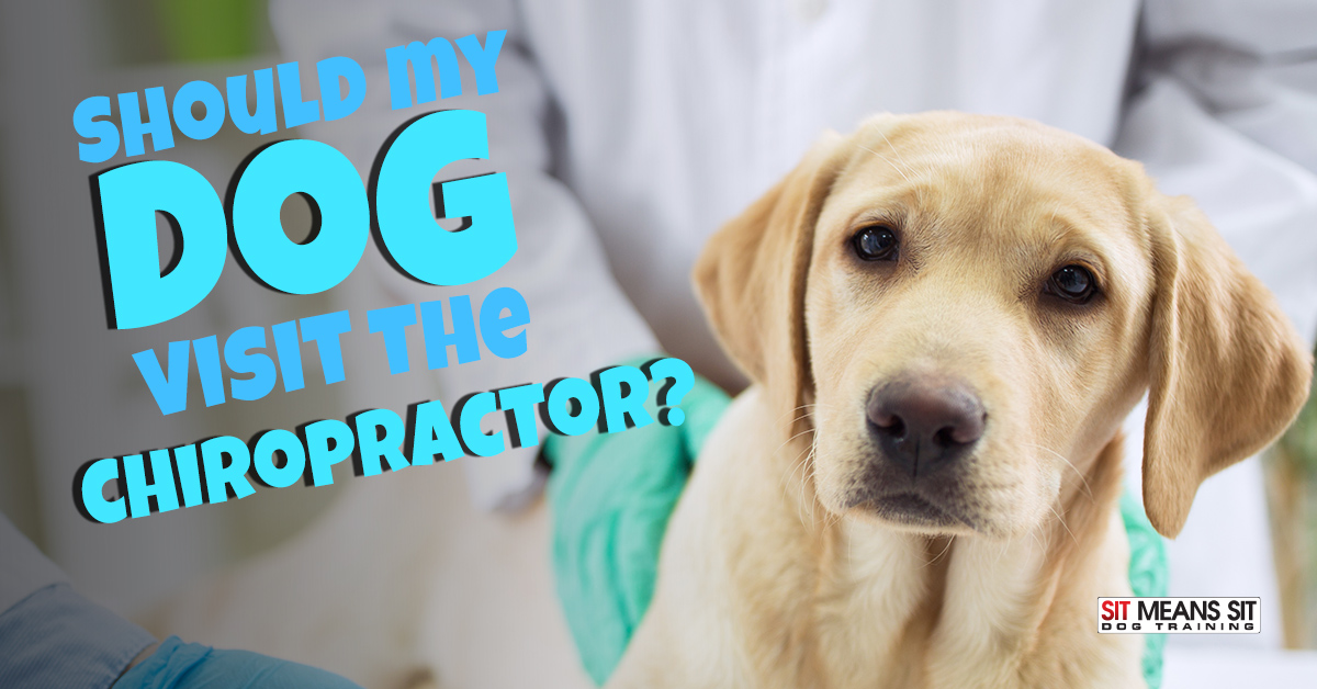 Should My Dog Visit the Chiropractor? | Sit Means Sit Dog Training