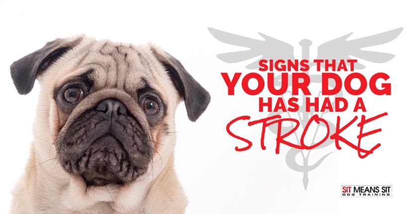 Signs That Your Dog Has Had a Stroke