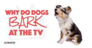 Why Do Dogs Bark at the TV?