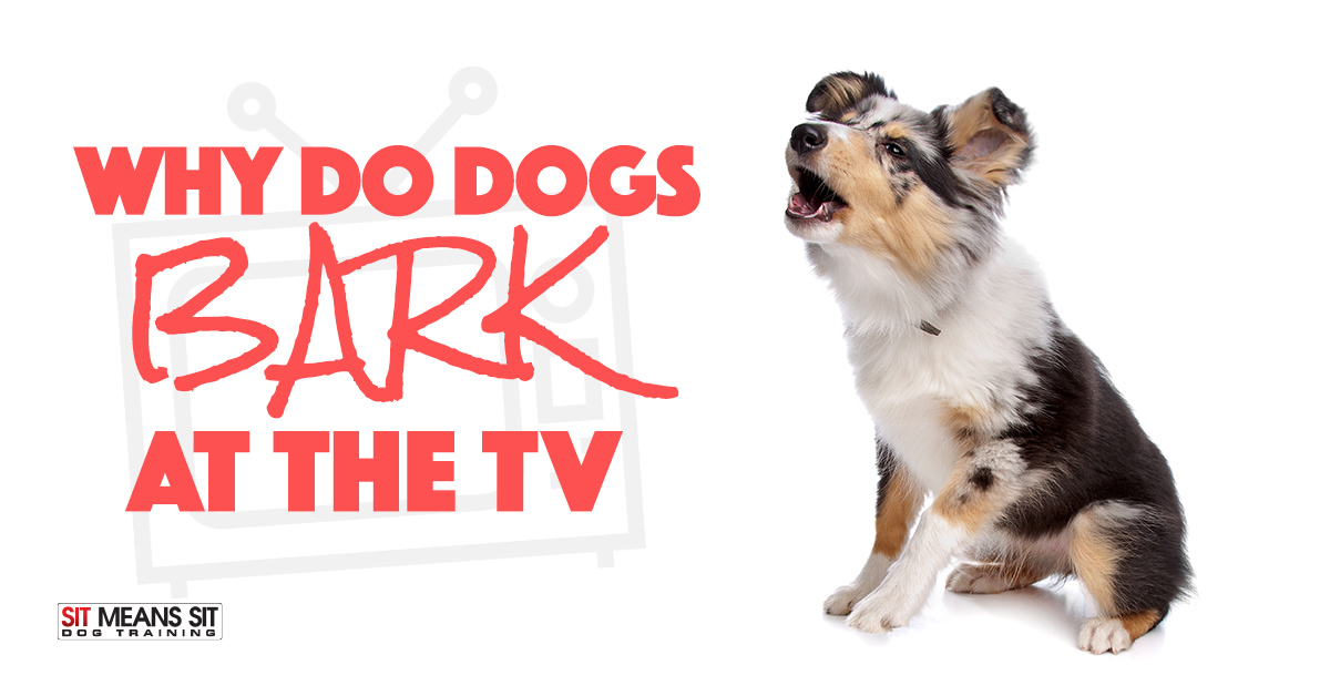 Why Do Dogs Bark at the TV? | Sit Means Sit Dog Training