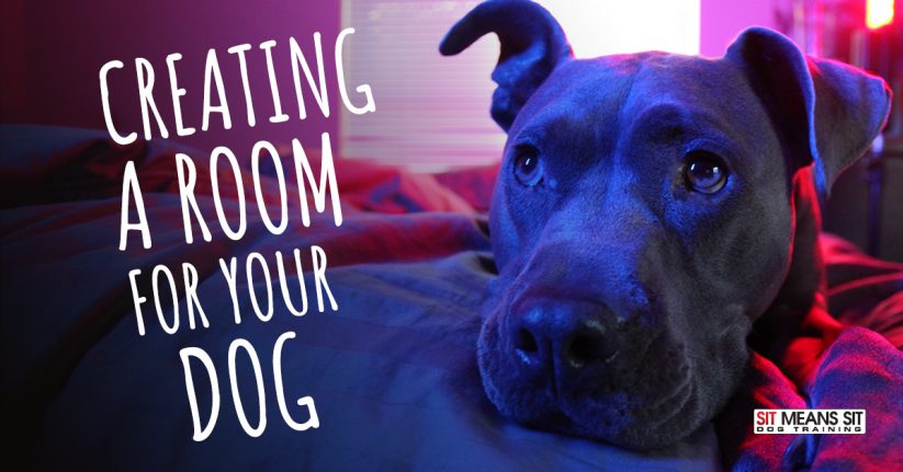 Creating a Room for Your Dog