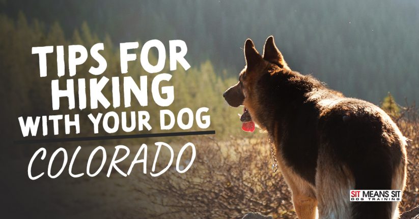 Tips For Hiking With your Dog In Colorado