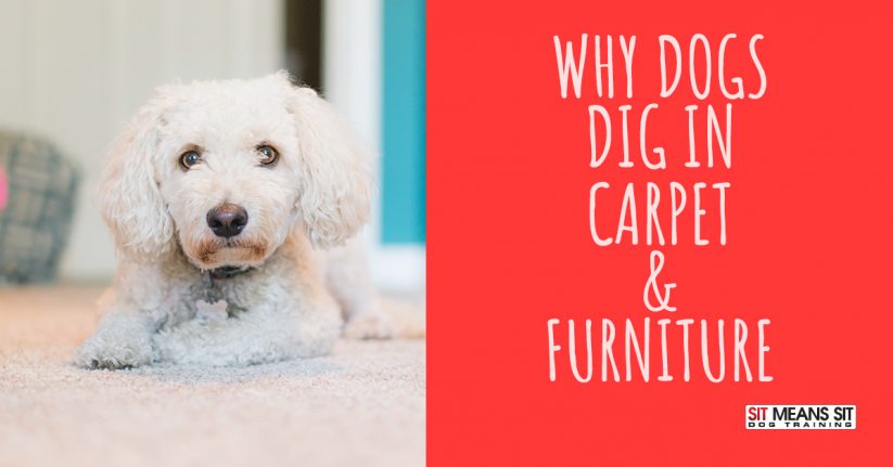 Why Dogs Dig in Carpet & Furniture