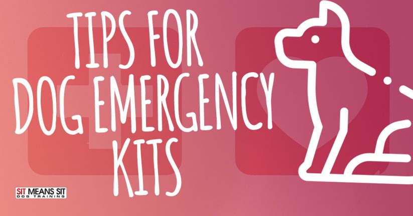 Tips for Creating a Dog Emergency Kit