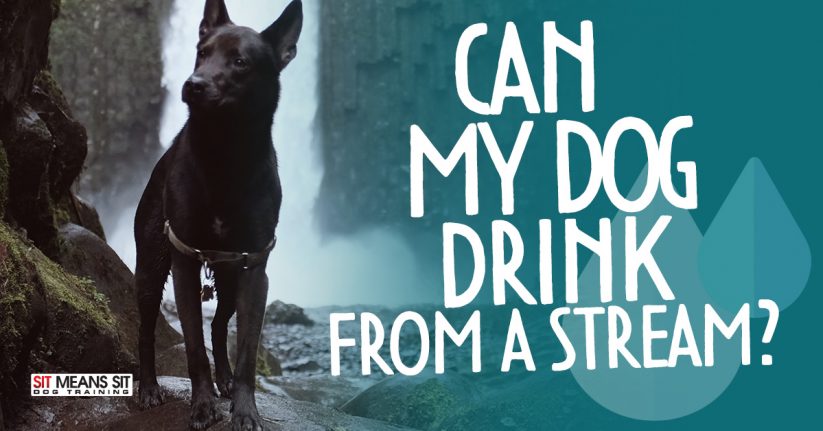 Can My Dog Drink from a Stream?