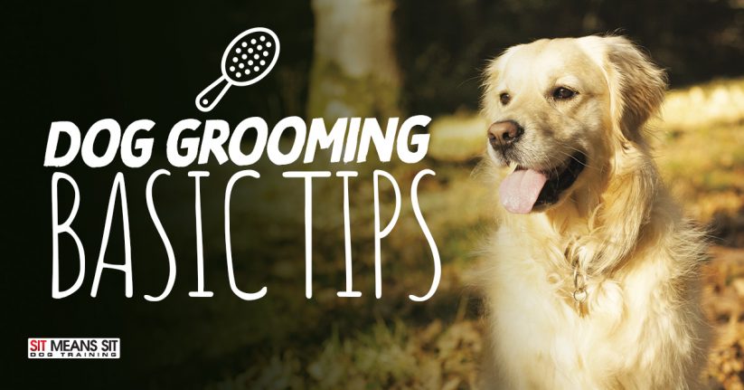 Dog Grooming Basic Tips
