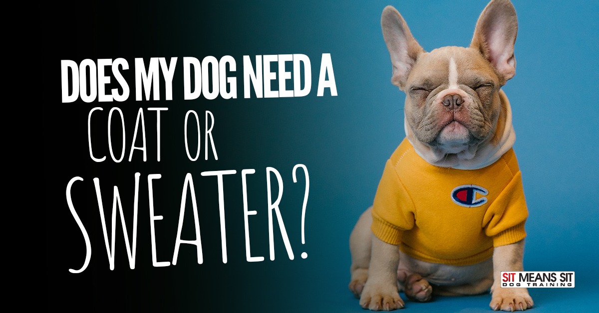 Does My Dog Need a Coat or Sweater?