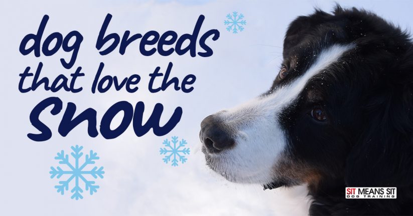 Dog Breeds that Love the Snow