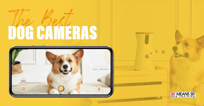 Best Dog Cameras for 2021