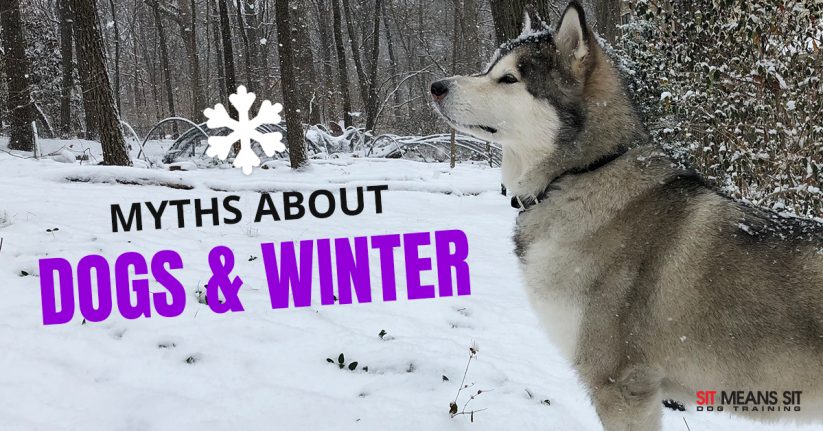Myths About Dogs & Winter