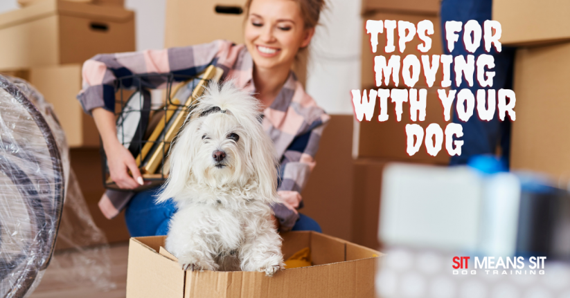Tips for Moving With Your Dog
